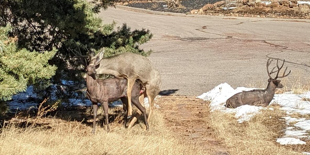 picture of buck mounting statue